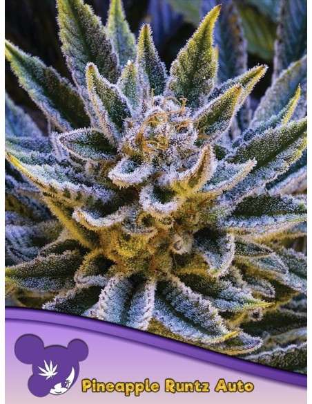 Anesia Seeds - Pineapple Runtz Auto - 1