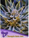 Anesia Seeds - Pineapple Runtz Auto - 1