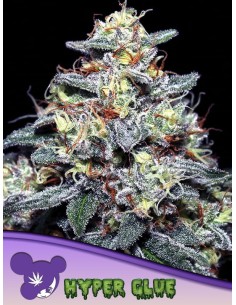 Anesia Seeds - Hyper Glue - 1