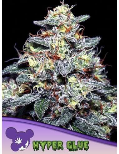 Anesia Seeds - Hyper Glue - 1