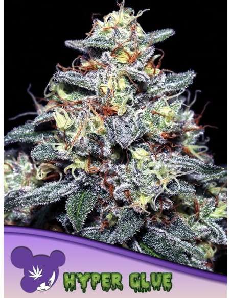 Anesia Seeds - Hyper Glue - 1