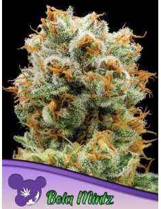 Anesia Seeds - Bola Mintz - 1