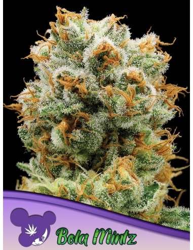 Anesia Seeds - Bola Mintz - 1