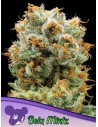 Anesia Seeds - Bola Mintz - 1
