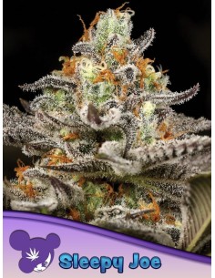 Anesia Seeds - Sleepy Joe - 1
