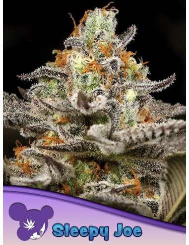 Anesia Seeds - Sleepy Joe - 1