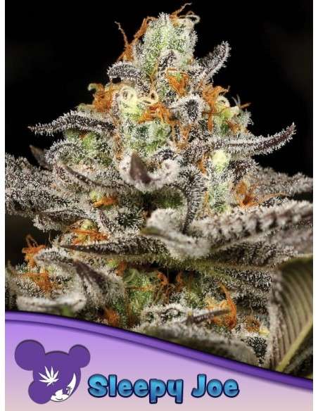 Anesia Seeds - Sleepy Joe - 1