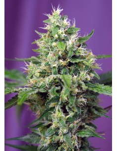 Sweet Seeds - Sweet Amnesia Haze XL Auto - 1