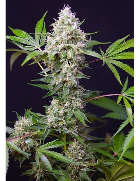 Sweet Seeds - Sweet Amnesia Haze XL Auto - 2