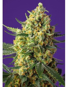Sweet Seeds - Crystal Candy XL Auto - 1
