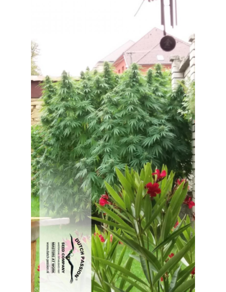 DUTCH PASSION - Durban Poison - 10
