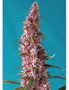 Sweet Seeds- Red Pure Auto CBD - 1