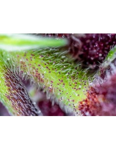 Sweet Seeds- Red Pure Auto CBD - 1 2