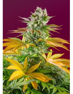 Sweet Seeds - Gorilla Girl F1 Fast Version - 1