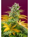 Sweet Seeds - Gorilla Girl F1 Fast Version - 1