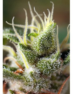 Sweet Seeds - Gorilla Girl F1 Fast Version - 1 2
