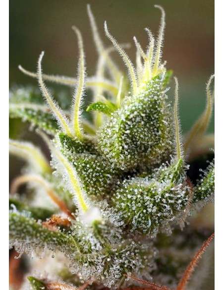 Sweet Seeds - Gorilla Girl F1 Fast Version - 2