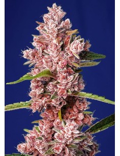 Sweet Seeds - Tropicanna Poison F1 Fast Version - 1