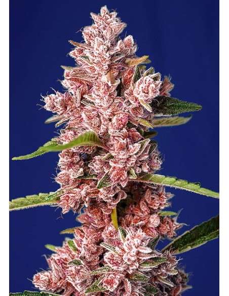Sweet Seeds - Tropicanna Poison F1 Fast Version - 1