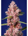 Sweet Seeds - Tropicanna Poison F1 Fast Version - 1
