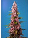 Sweet Seeds - Red Hot Cookies - 1