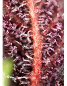 Sweet Seeds - Red Hot Cookies - 1 2