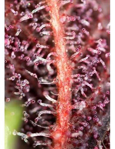 Sweet Seeds - Red Hot Cookies - 2