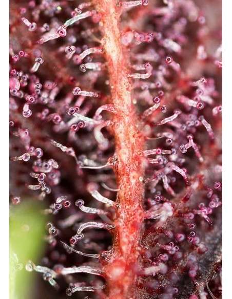 Sweet Seeds - Red Hot Cookies - 2