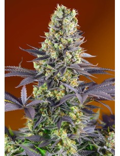 Sweet Seeds - Sweet Zenzation - 1