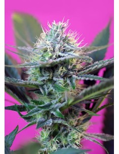 SWEET SEEDS - +Speed Auto - 1