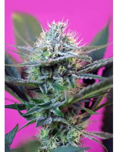SWEET SEEDS - +Speed Auto - 1