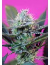 SWEET SEEDS - +Speed Auto - 1
