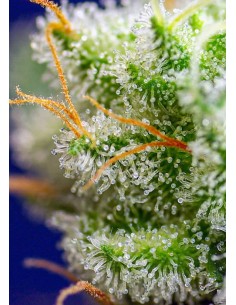 Sweet Seeds - Sweet Zenzation - 1 2
