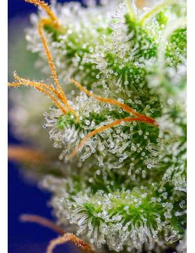Sweet Seeds - Sweet Zenzation - 2