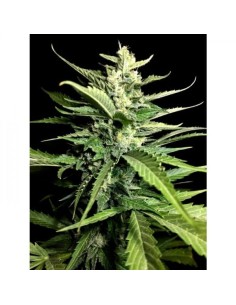PARADISE SEEDS - Auto Kong 4 - 1