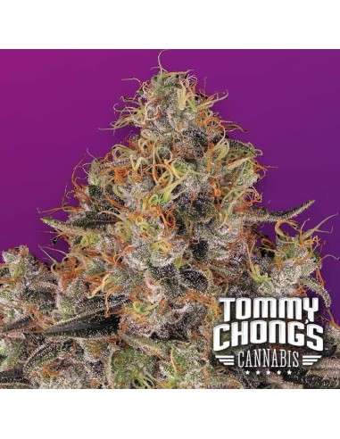 Blue Kush Berry - PARADISE SEEDS - 1