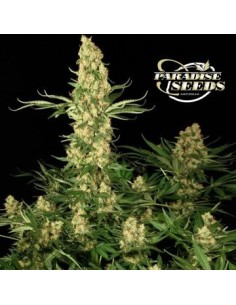 PARADISE SEEDS - Californian Gold - 1