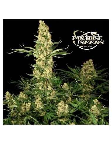 PARADISE SEEDS - Californian Gold - 1