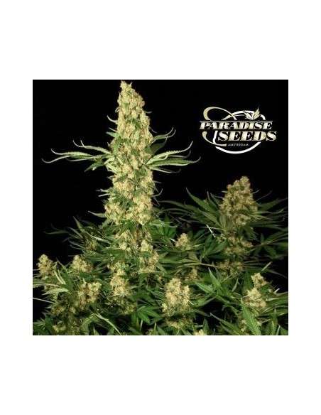 PARADISE SEEDS - Californian Gold - 1