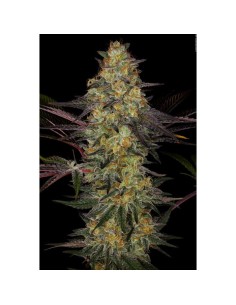 PARADISE SEEDS - El Dorado OG - 1