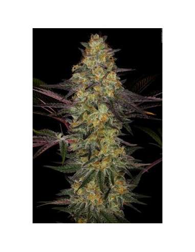 PARADISE SEEDS - El Dorado OG - 1