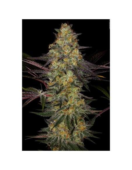 PARADISE SEEDS - El Dorado OG - 1