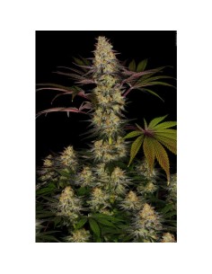 PARADISE SEEDS - El Dorado OG - 1 2