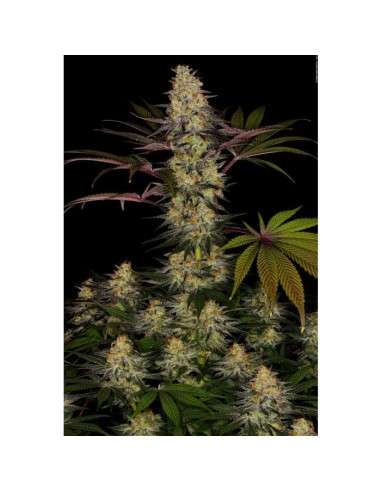 PARADISE SEEDS - El Dorado OG - 2