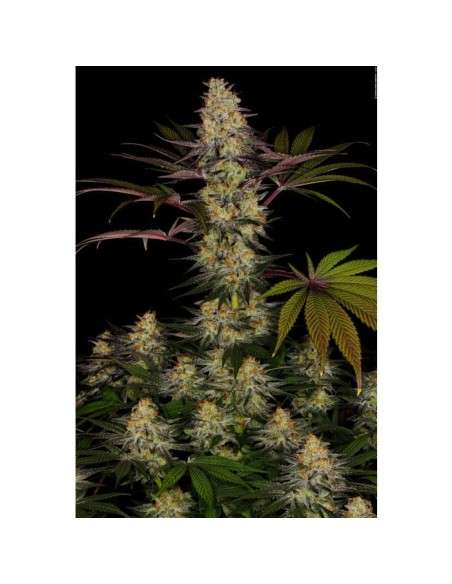 PARADISE SEEDS - El Dorado OG - 2