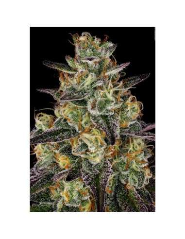 PARADISE SEEDS - El Dorado OG - 3