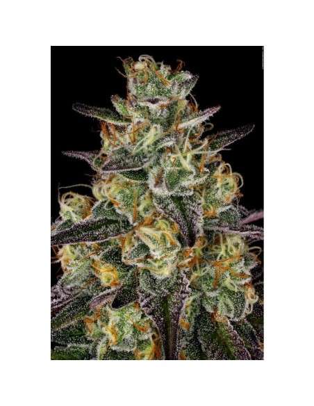 PARADISE SEEDS - El Dorado OG - 3