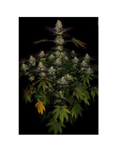 PARADISE SEEDS - El Dorado OG - 4