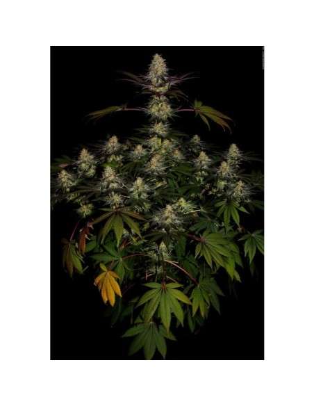 PARADISE SEEDS - El Dorado OG - 4