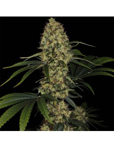 PARADISE SEEDS - L.A. Amnesia - 1